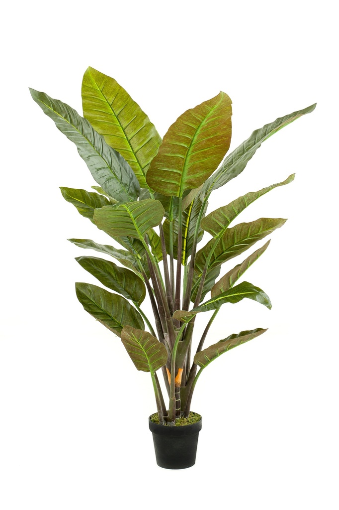 Strelizia artificiel
