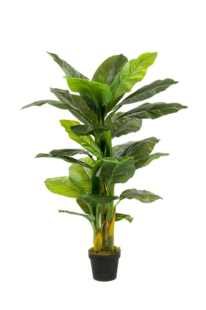 Spathiphyllum artificiel