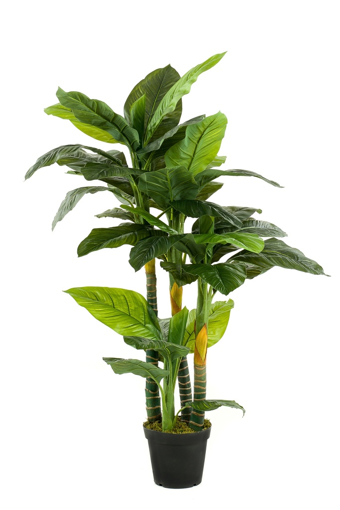 Spathiphyllum artificiel