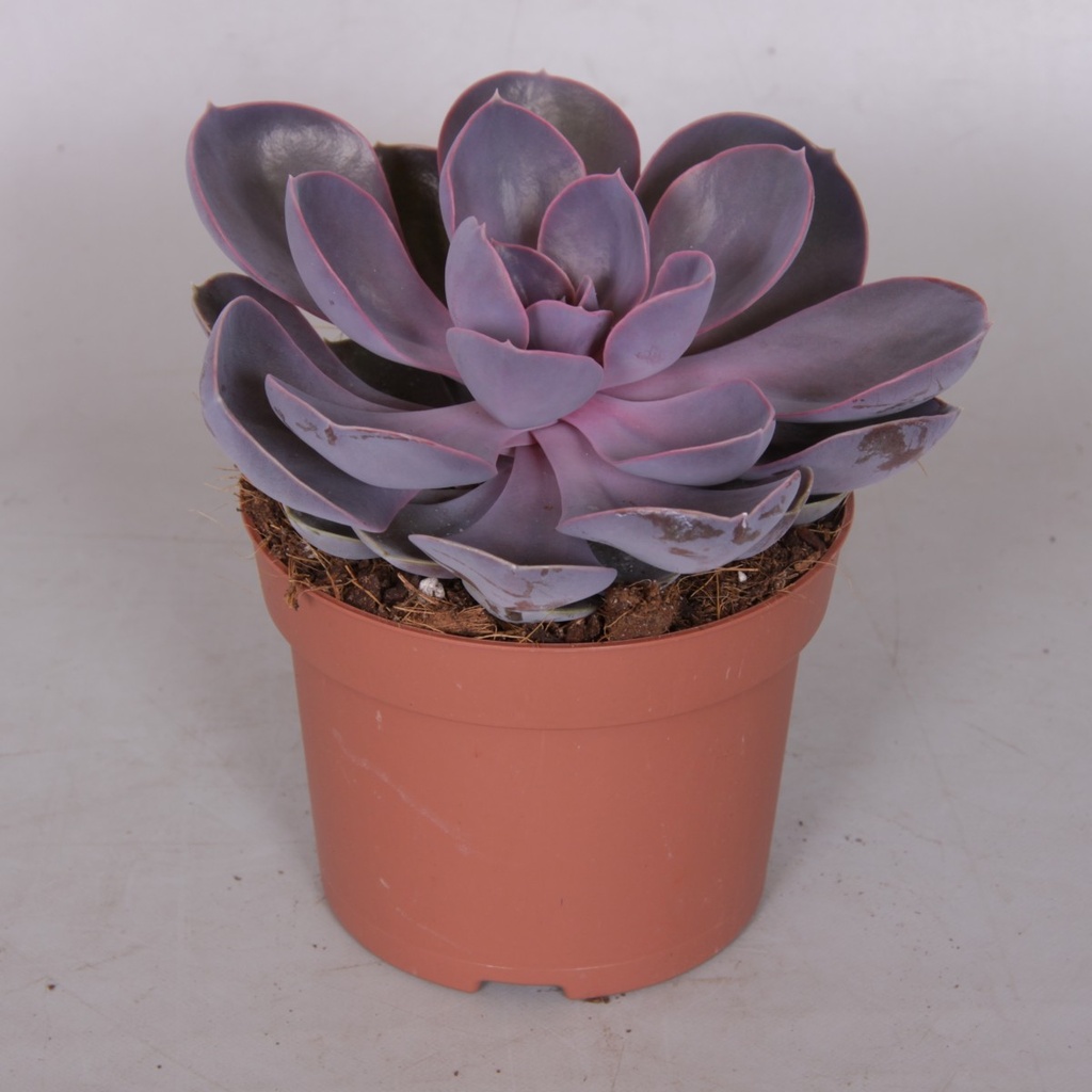 Echeveria 'Purple Pearl Shine'