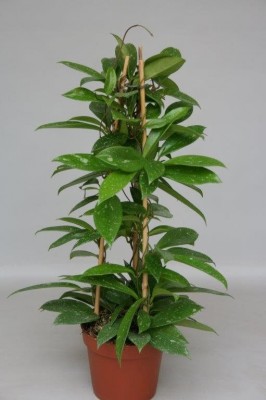 Hoya publicalix