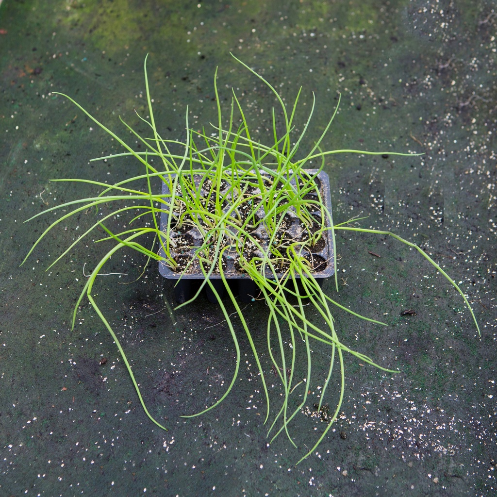 OIGNON ROUGE (Bac de 20)