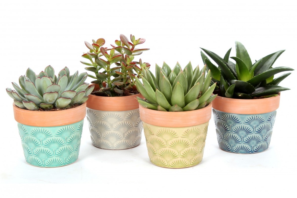 Succulente avec cache-pot