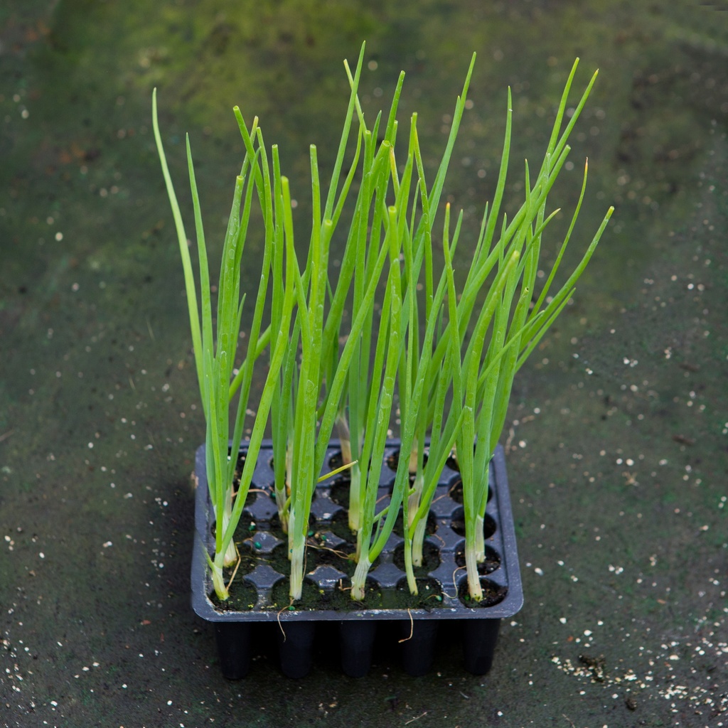 OIGNON LEGUME (Bac de 20)