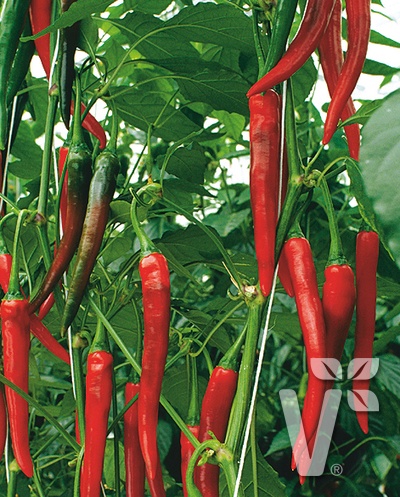 Piment 'Fireflame'