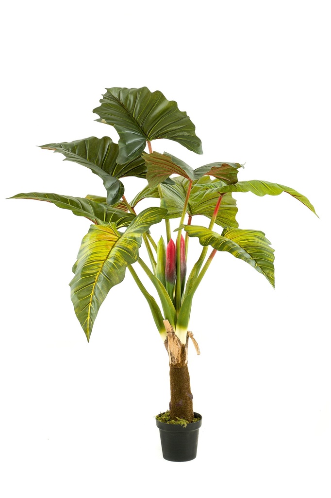 Colocasia artificiel