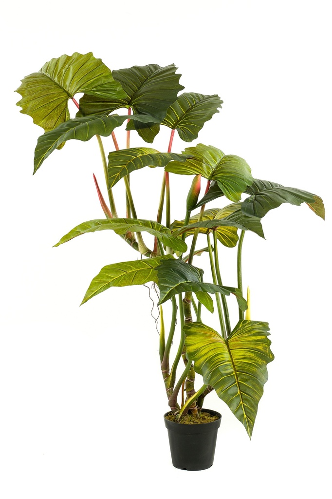 Colocasia artificiel