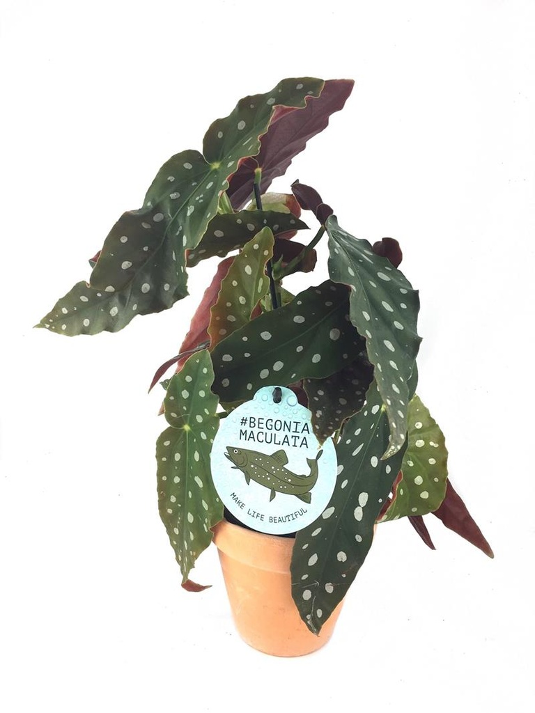 Begonia maculata