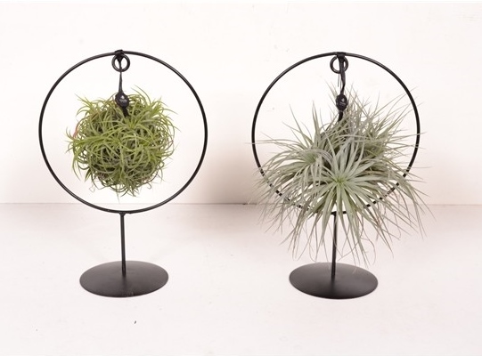 Tillandsia 'Design duo bague'