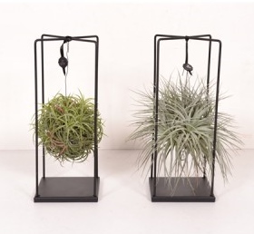 Tillandsia 'Design duo'