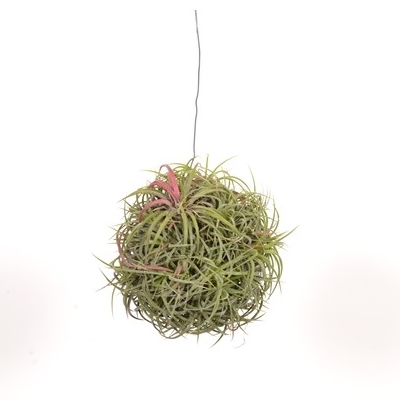 Tillandsia 'Magic ball'