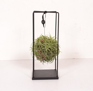 Tillandsia 'Magic ball design carré'