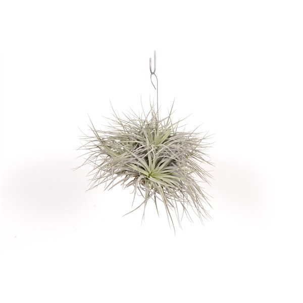 Tillandsia 'Silver extreme'