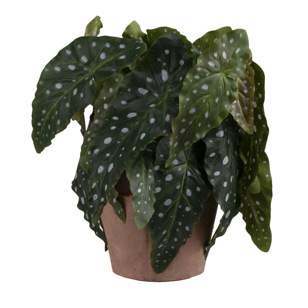 Bégonia Maculata en pot antique artificiel