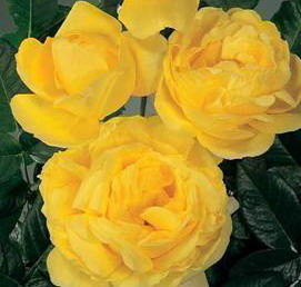 Rosier 'Michelangelo'