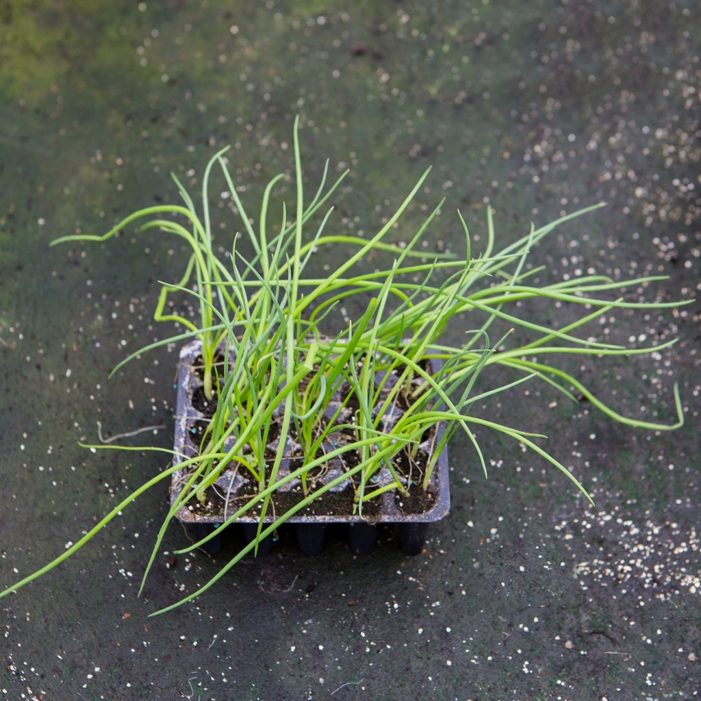 OIGNON BLANC (Bac de 20)