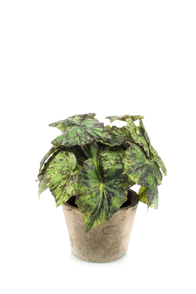 Bégonia Rex en pot antique artificiel