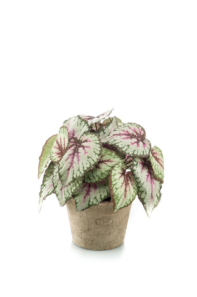 Bégonia Rex résistant UV en pot antique artificiel
