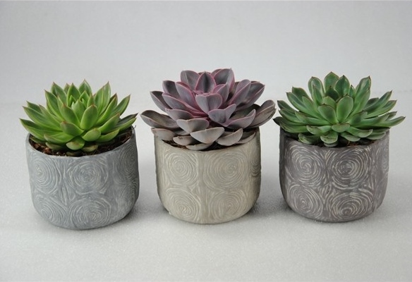 Echeveria 'Toledo'