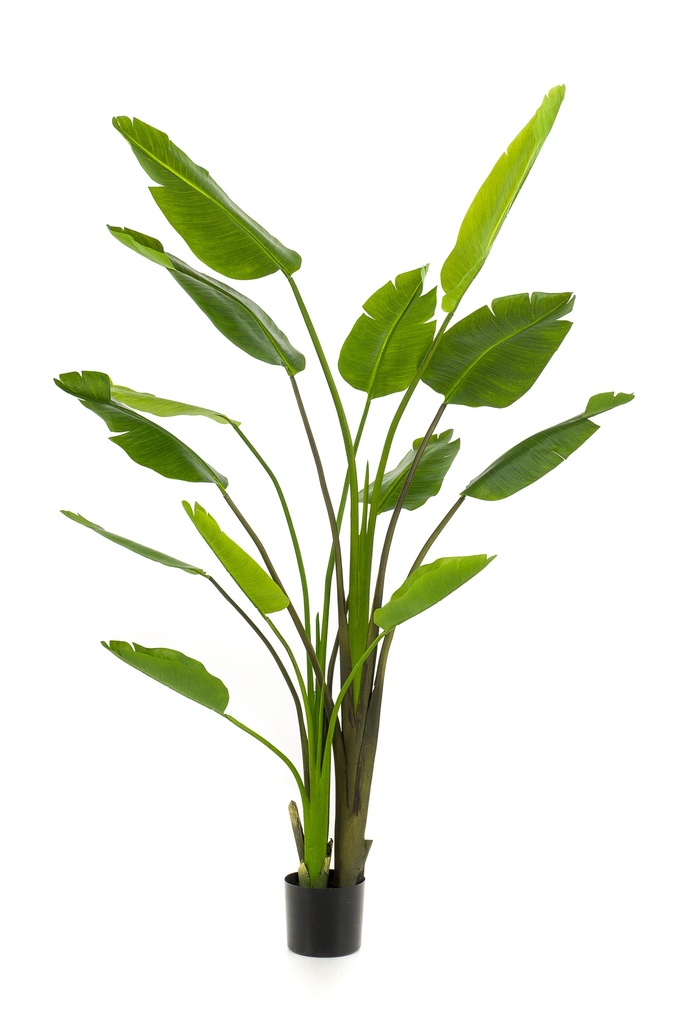 Strelitzia nicolai artificiel