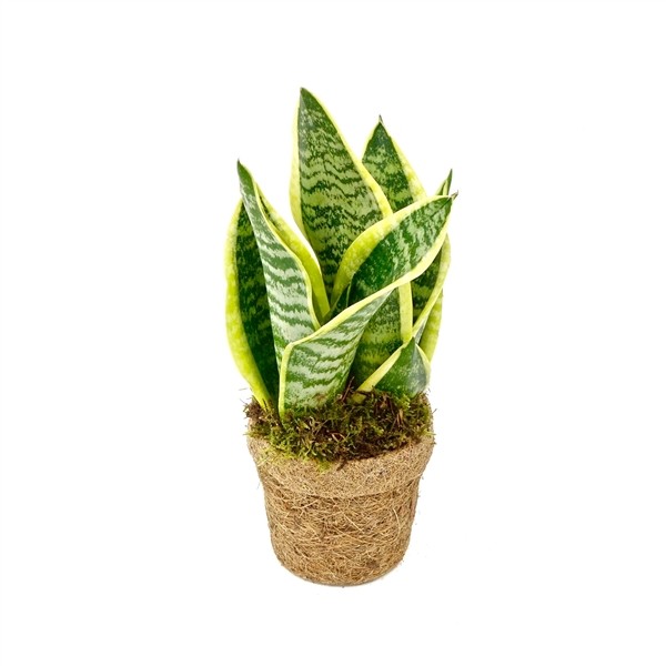 Kokopot - Sanseveria