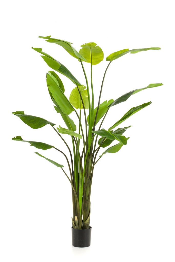 Strelitzia nicolai artificiel