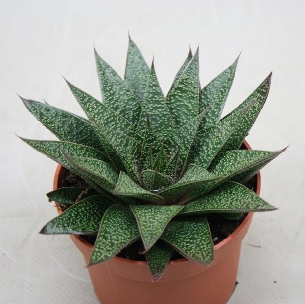 Gasteria flow