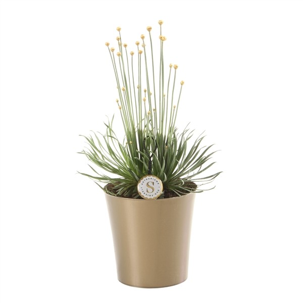 Syngonanthus 'Mikado'