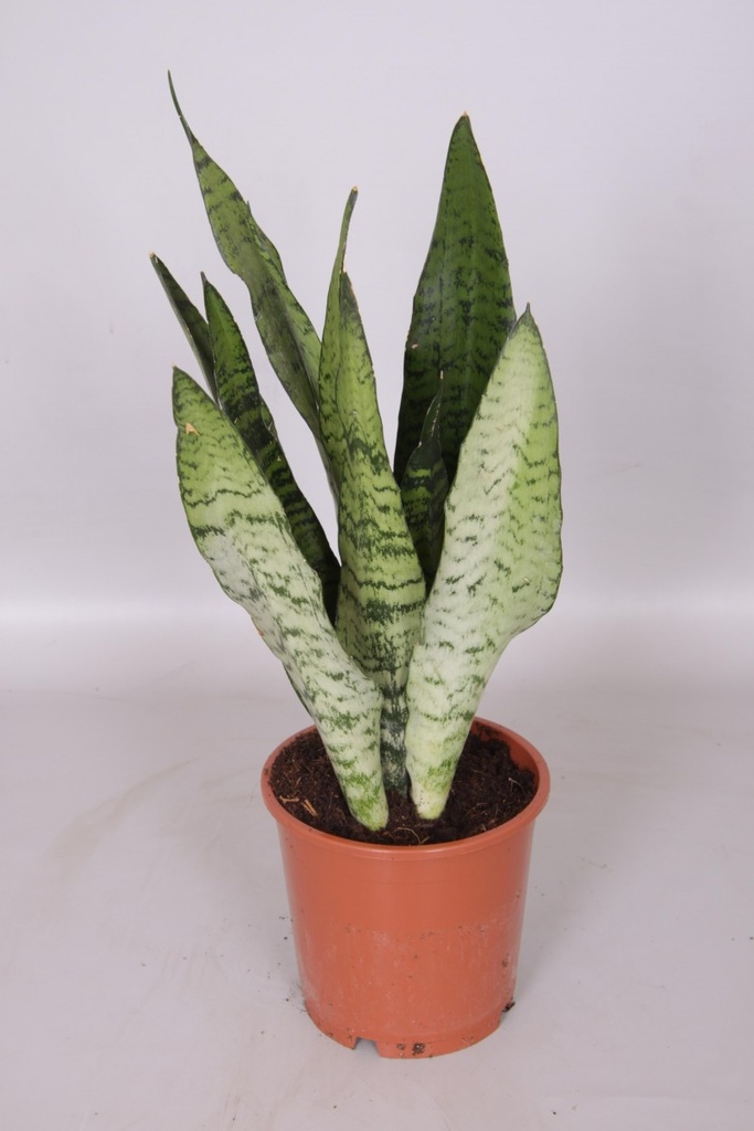Sansevieria zeylanica