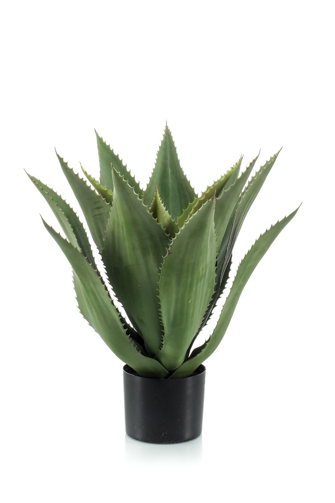 Agave artificielle