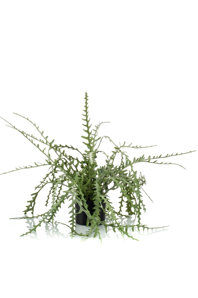 Epiphyllum artificiel