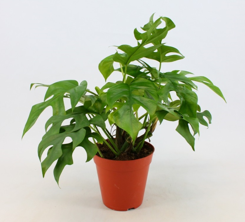 Monstera minima