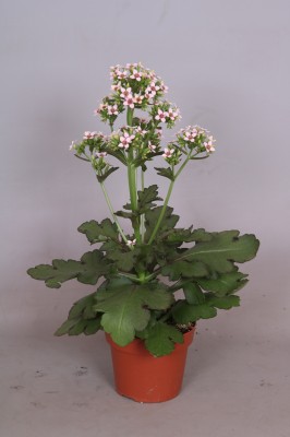 Kalanchoe 'Femini Pink'