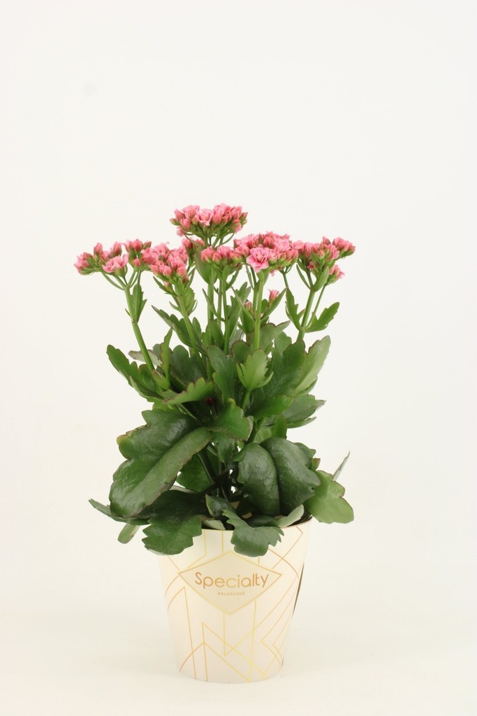 Kalanchoe 'Sunny'