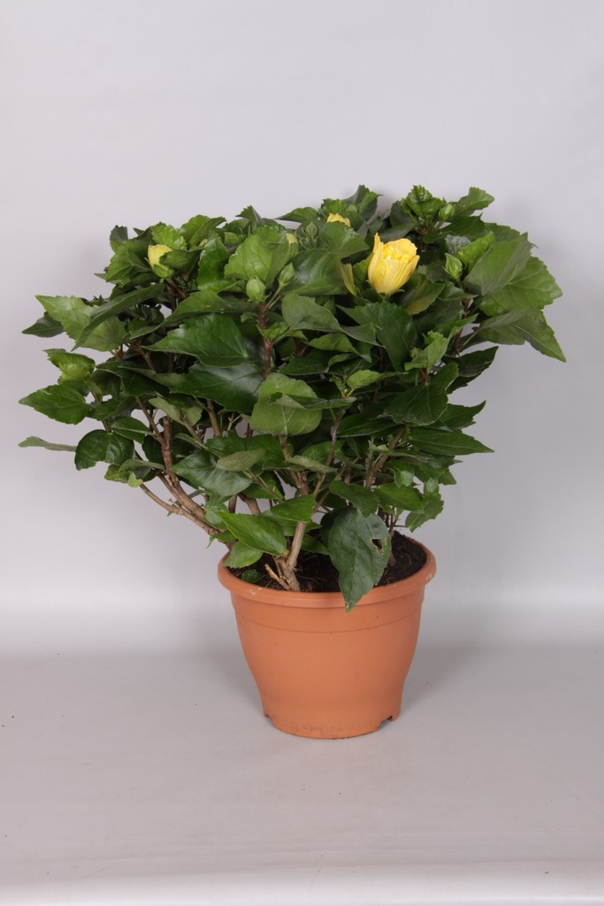 Hibiscus rosa-sinensis