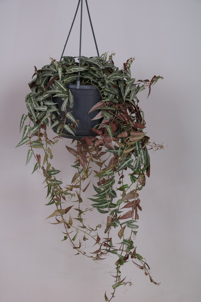 Parthenocissus amazonica