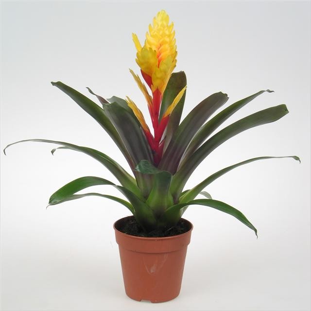 Vriesea 'Evita'