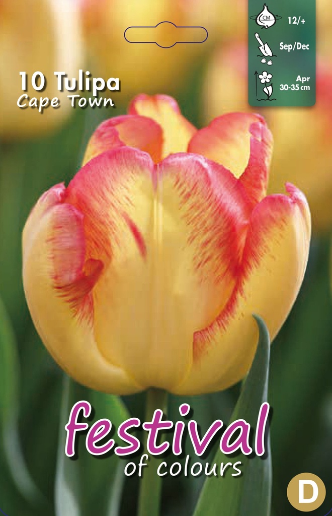 Tulipes 'Cape Town'