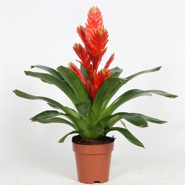 Vriesea 'Intenso'