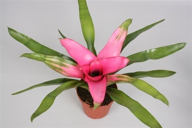 Neoregelia 'Pink Sensation'