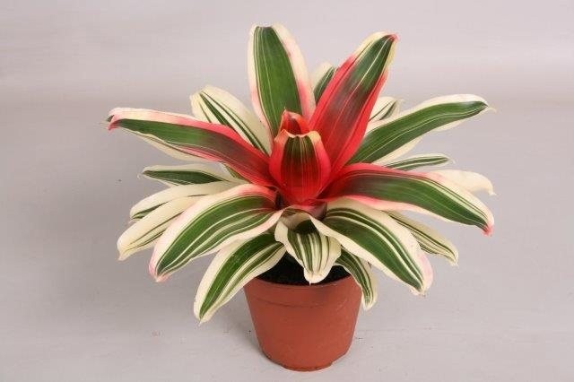 Neoregelia 'Van Durme'