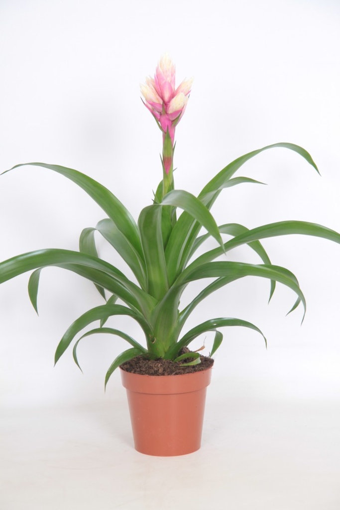 Guzmania 'Candy' rose/blanc