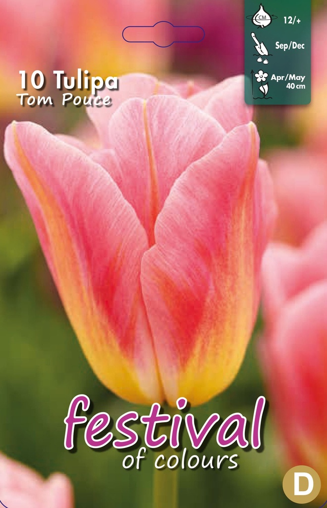 Tulipes 'Tom Pouce'