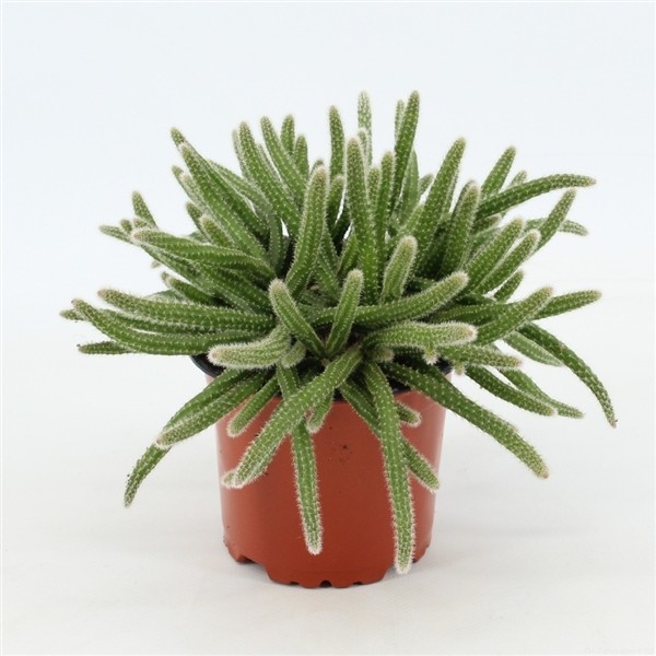 Rhipsalis horrida