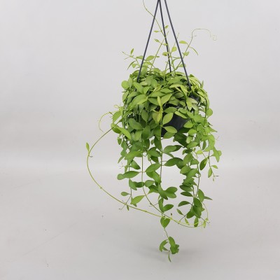 Dischidia oiantha