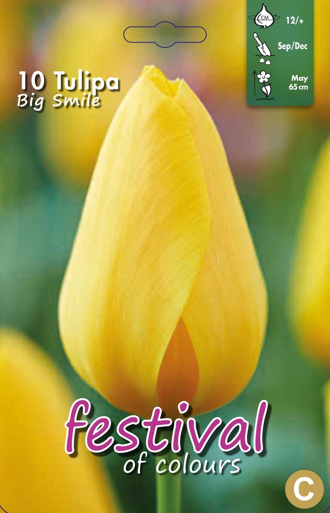Tulipes 'Big Smile'