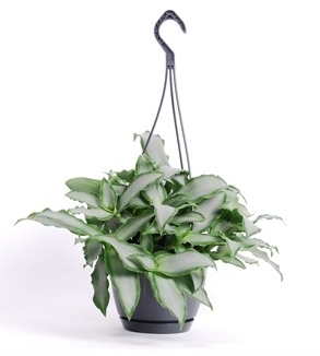 Murdania 'Bright Star'