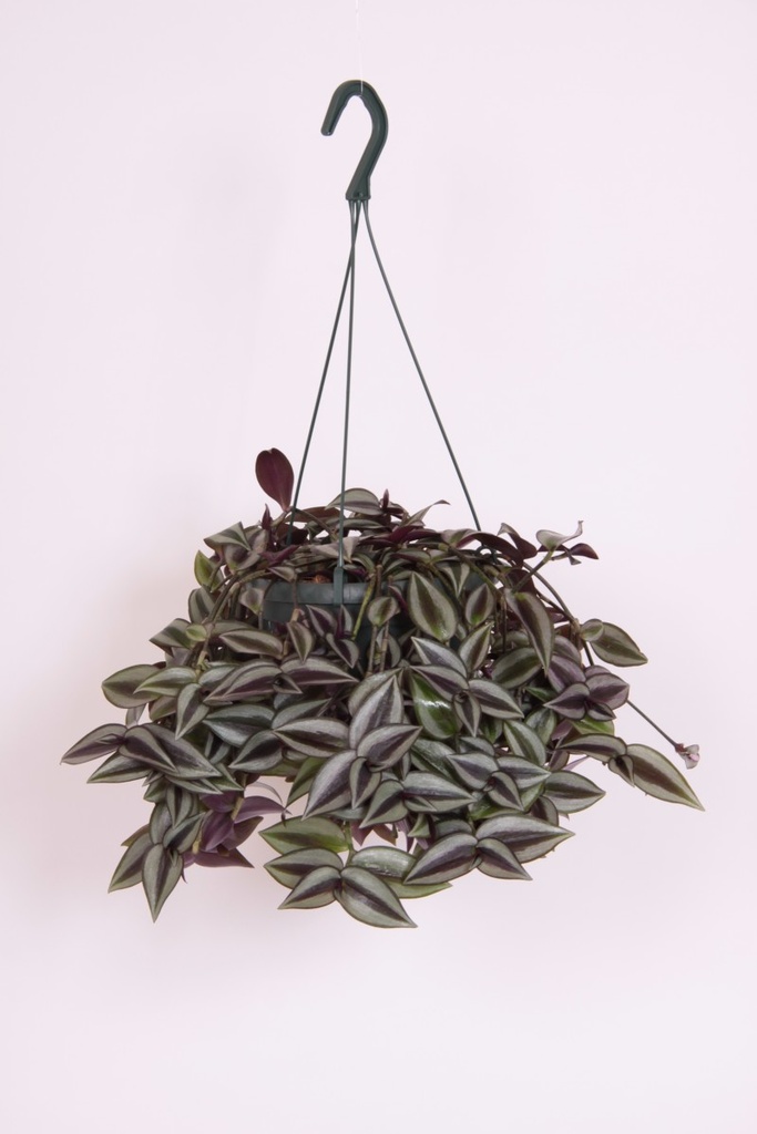 Tradescantia purpussi