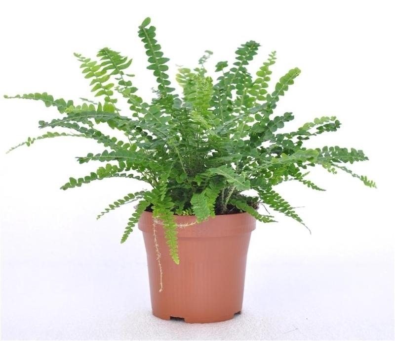 Nephrolepis 'Duffy'