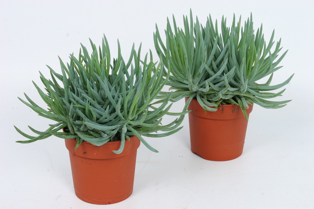 Senecio 'Mount Everest'